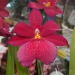 Cattleya wittigiana Цвят