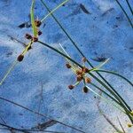 Cyperus ligularis Hoja