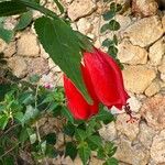 Malvaviscus penduliflorus Blüte