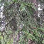 Picea abies List