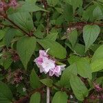 Deutzia hybrida花