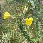 Oenothera biennis Flower