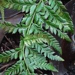Polystichum aculeatum Likasa