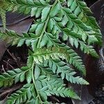 Polystichum aculeatum 葉