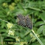 Carex parviflora 花