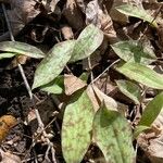 Erythronium americanum Foglia