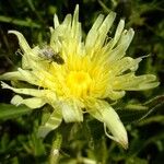 Hieracium intybaceum Други