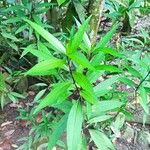Justicia gendarussa Лист