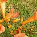 Campsis grandiflora Fula