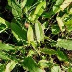 Rumex acetosella Leaf