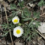 Ranunculus seguieri Flower