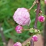 Prunus glandulosa Цвят