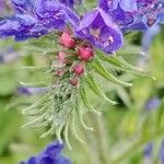 Echium vulgare Λουλούδι