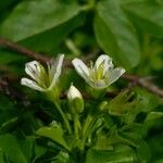 Nasturtium officinale Λουλούδι