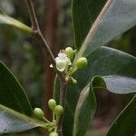 Casearia coriacea Flower