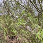 Salix viminalis Flower