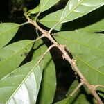 Chrysophyllum venezuelanense Hoja