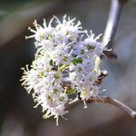Ehretia amoena Λουλούδι