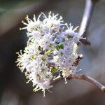 Ehretia amoena Blomma