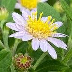 Aster ageratoides Blüte