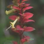 Amasonia campestris Flower
