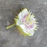 Passiflora foetida花