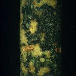 Pradosia ptychandra Bark