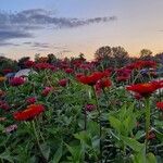 Zinnia peruvianaΛουλούδι