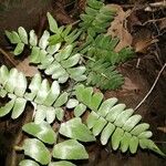 Adiantum latifolium Leaf