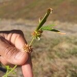 Leucas aspera Flower