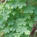 Tropaeolum peregrinum Blatt