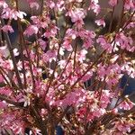 Prunus × subhirtella Агульны выгляд