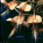 Platanthera ciliaris Floro