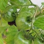 Solanum lycopersicum Fruit