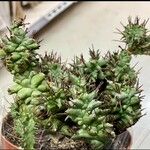 Euphorbia mammillaris Leaf