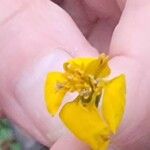 Tagetes lucida Flower