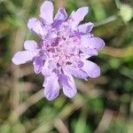 Scabiosa canescensFlower