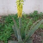 Aloe vera Hábito