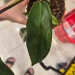 Philodendron panduriforme Leaf