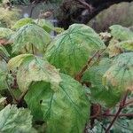 Pelargonium transvaalense Leaf