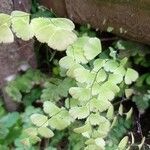 Adiantum capillus-veneris Leaf
