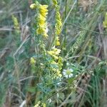 Melilotus officinalis花