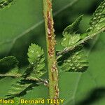 Dryopteris remota Coajă