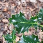 Ilex aquifoliumFeuille