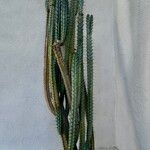 Cereus aethiops Habit