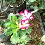 Adenium obesumLeht