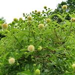 Cephalanthus occidentalis Hoja