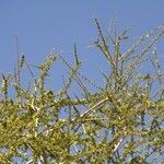 Maerua crassifolia Hoja