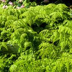 Adiantum venustum Habit