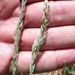 Festuca indigesta Flower